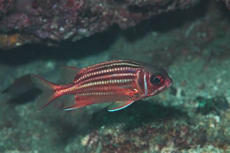 鐵甲 魚|紅鋸鱗魚